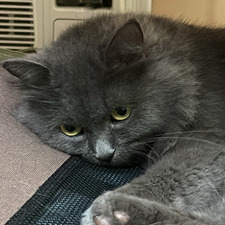 Kat
