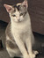 yuko