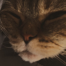 jas