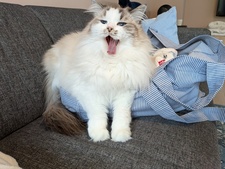 otilie