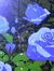 Rose Drage