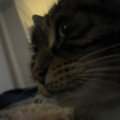amyxyzb