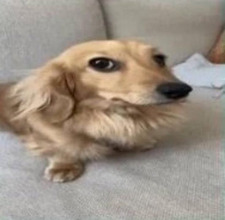 A V