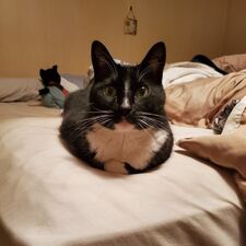 Amanda