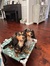 Mindy
