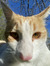 Liisu