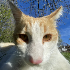 Liisu
