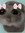 essebi