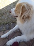 Sara