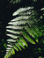 Marrusa