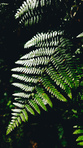 Marrusa