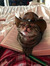 cat^^