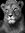 Lioness 