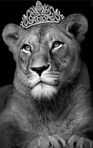 Lioness 