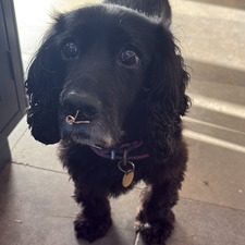 Issy 