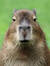 María Bazo