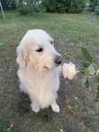 Sanni