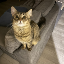 josefa  dote