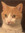 Anisa