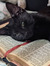 Callisto