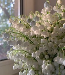 Lilly White