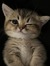 Emmsy