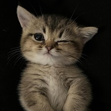 Emmsy
