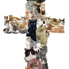 Aila Cat