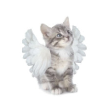nazli