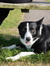 Alfie