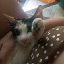jiji