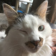 Zeena