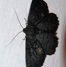 lu ݁ ˖ִ ࣪🦇 .✦ ݁˖