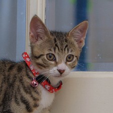 Amira
