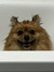Clarice