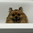 Clarice