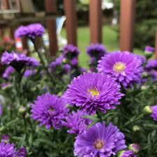 Violet Brown