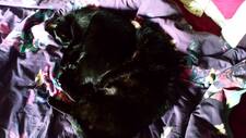 Cece