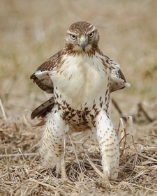 Rowan