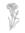 Carnation