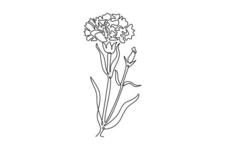 Carnation