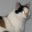 Alison