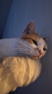 Moimoi