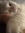 linnea g