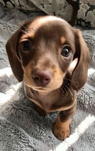 Clio