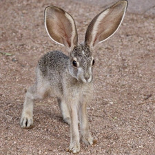 bunny