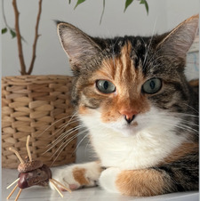 Ola