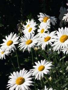 Daisy