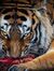 tiger (...