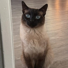 Sara